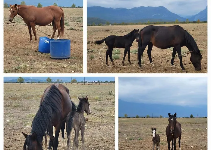 Countryside Ground Floor Vakantiehuis